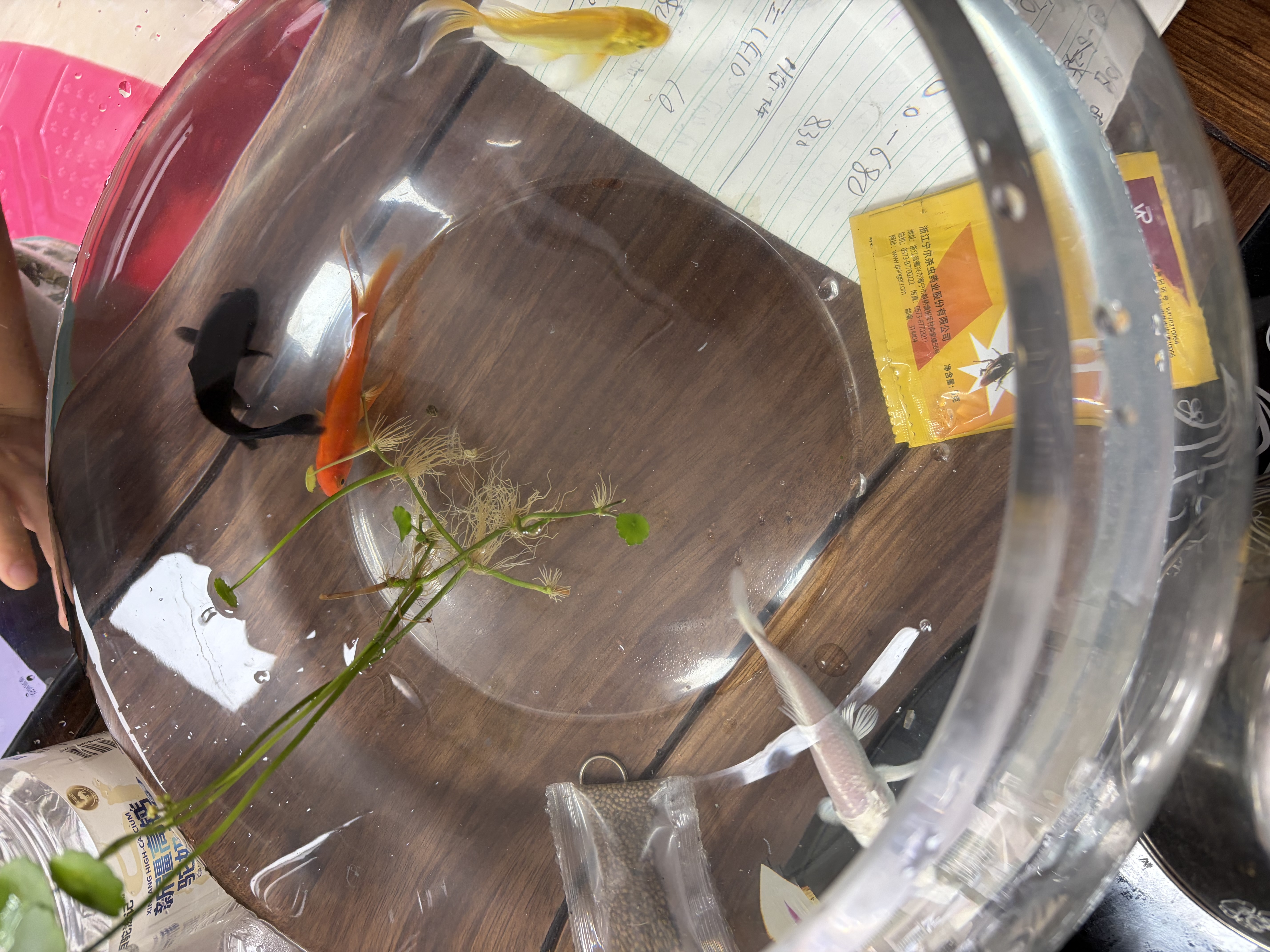金鱼活体观赏鱼锦鲤草金鱼冷水鱼黑金锦鲤黄金锦鲤白金锦鲤小型鱼 6-8cm黑+白+黄+红各一条【共4条】 实拍图