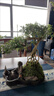 瀚林怡景（HANLINYIJING）六月雪盆景植物树桩悬崖造型假山老桩室内客厅办公室绿植桌面盆栽 山水石景-六月雪 木座 实拍图
