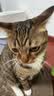 皇家室内成猫粮 I27 通用粮 12月以上 2KG 实拍图