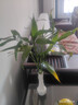 富贵竹水培植物室内招财绿植插瓶插花净化空气办公桌面转运竹 富贵竹70cm10支 实拍图