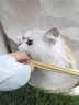 华元宠具新款大容量猫包外出便携猫咪狗宠物大容量不变形行李箱航空箱猫笼 实拍图
