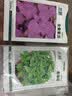 北蔬 薄荷种子苗可食用四季种植阳台盆栽蔬菜籽 香薄荷种子1000粒x2包 实拍图