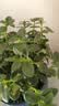 叹为观止18种吊兰任你选金边吊兰各种盆栽花卉客厅垂吊桌面植物净化空气 金鱼吊兰 含盆 实拍图