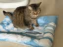 乐优派宠物冰垫猫窝猫垫狗垫夏季凉席凉垫子冰窝防水 方形65*50cm 实拍图