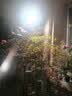 精忠报国植物补光灯大棚蔬菜花卉led室内绿植专用仿太阳全光谱园林生长灯 【仿太阳全光谱补光灯】白-30W 配3米灯头线 实拍图