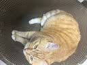 疯狂的主人猫抓板立式贴墙剑麻猫抓垫猫窝防猫抓地毯耐磨不掉屑耐抓猫抓板 实拍图