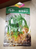 寿禾猫草种子水培小麦草麦苗盆栽芽苗菜种植 潍丰猫草种子50g约1000粒 实拍图