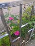藤本月季爬藤大苗蔷薇花大苗特大花庭院爬墙植物四季开花浓香盆栽 蒂娜【150CM—160CM高发货】 实拍图
