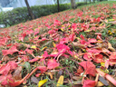 尼多熊儿童内裤女童内裤中大童A类平角纯棉婴儿不夹pp透气四角裤 实拍图
