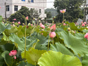 心相印【樊振东推荐】绒立方厨房卷纸85节*6粒12倍吸油锁水厨房专用纸巾 实拍图