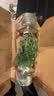 蝴蝶之舞 薄荷盆栽可食用留兰香柠檬薄荷叶可食用新鲜绿植四季常青植物 大盆薄荷(加仑盆) 含盆 实拍图