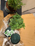 蝴蝶之舞 薄荷盆栽可食用留兰香柠檬薄荷叶可食用新鲜绿植四季常青植物 大盆薄荷(加仑盆) 含盆 实拍图