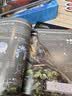 国家地理图解万物大百科（第一辑·动植物）（套装6册））    实拍图