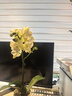 立邦补墙膏墙面修复防霉抗菌墙面修补膏堵洞腻子膏白色2.5kg 实拍图