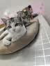 麦富迪猫罐头 barf霸弗主食猫罐头猫咪零食湿粮成猫呵护泌尿100g*12罐 实拍图