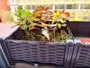 绘意种菜专用箱种植箱家庭阳台蔬菜种菜盆神器楼顶长方形塑料户外花箱 单层2联箱【74*37*21cm】 实拍图