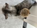 HELLOJOY猫玩具天然兔毛球猫薄荷丰容玩具小猫逗猫棒猫咪玩具自嗨解闷神器 实拍图