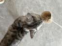 HELLOJOY猫玩具天然兔毛球猫薄荷丰容玩具小猫逗猫棒猫咪玩具自嗨解闷神器 实拍图
