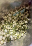 福茗源花草茶 茉莉花苞 特级品质横县三伏晴天茉莉花茶花蕾养生花茶100g 实拍图