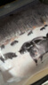 精气神 国产无抗 山黑猪大里脊肉400g 冷冻猪通脊猪柳肉 猪肉生鲜烧烤 实拍图
