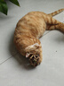 欢宠网猫薄荷球猫玩具猫咪磨牙棒逗猫自嗨解闷神器磨牙猫猫小猫幼猫宠物 实拍图