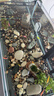 创星鱼缸过滤器过滤桶循环水泵系统全套龟缸三合一周转过滤箱静音杀菌 【UV杀菌】60-100CM缸（80%会选择） 【强化版滤材】套装 实拍图