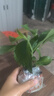 原盆原土绣球花苗无尽夏当年开花绣球花盆栽室内带花庭院花卉植物 绣球1盆装【花手鞠】15-23cm+肥料 实拍图