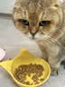 皇家成猫猫粮 肠道舒适 EP42通用粮12月以上2KG 实拍图