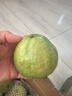 奶油白心红心芭乐 新鲜软糯低卡低热量轻食首先水果 广东双拼芭乐3斤净重2.7斤（红心2粒+白心3-4粒） 实拍图