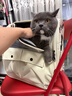 阿柴与猫猫包外出便携超大号双肩背包猫咪狗狗宠物包手提车载笼可折叠猫袋 实拍图