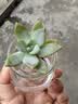 墨一多肉植物室内带盆组合小盆栽带桩大颗好养活多品种花卉绿植营养土 10颗不重复 实拍图