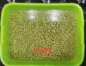 北蔬 草莓种子苗奶油草莓阳台种植秋冬四季水果籽 红颜草莓种子500粒 实拍图