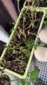 史丹利3L包装营养土园艺有机土通用型种花种菜养花专用泥炭土壤种植土 实拍图