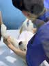 皇家狗粮 幼犬狗粮 犬粮 通用犬型 A3 通用粮 2-12月 8KG 实拍图