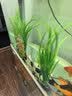 萌嘟星宠仿真水草鱼缸造景套装水族箱布景装饰摆件假植塑料假水草 11件套 实拍图