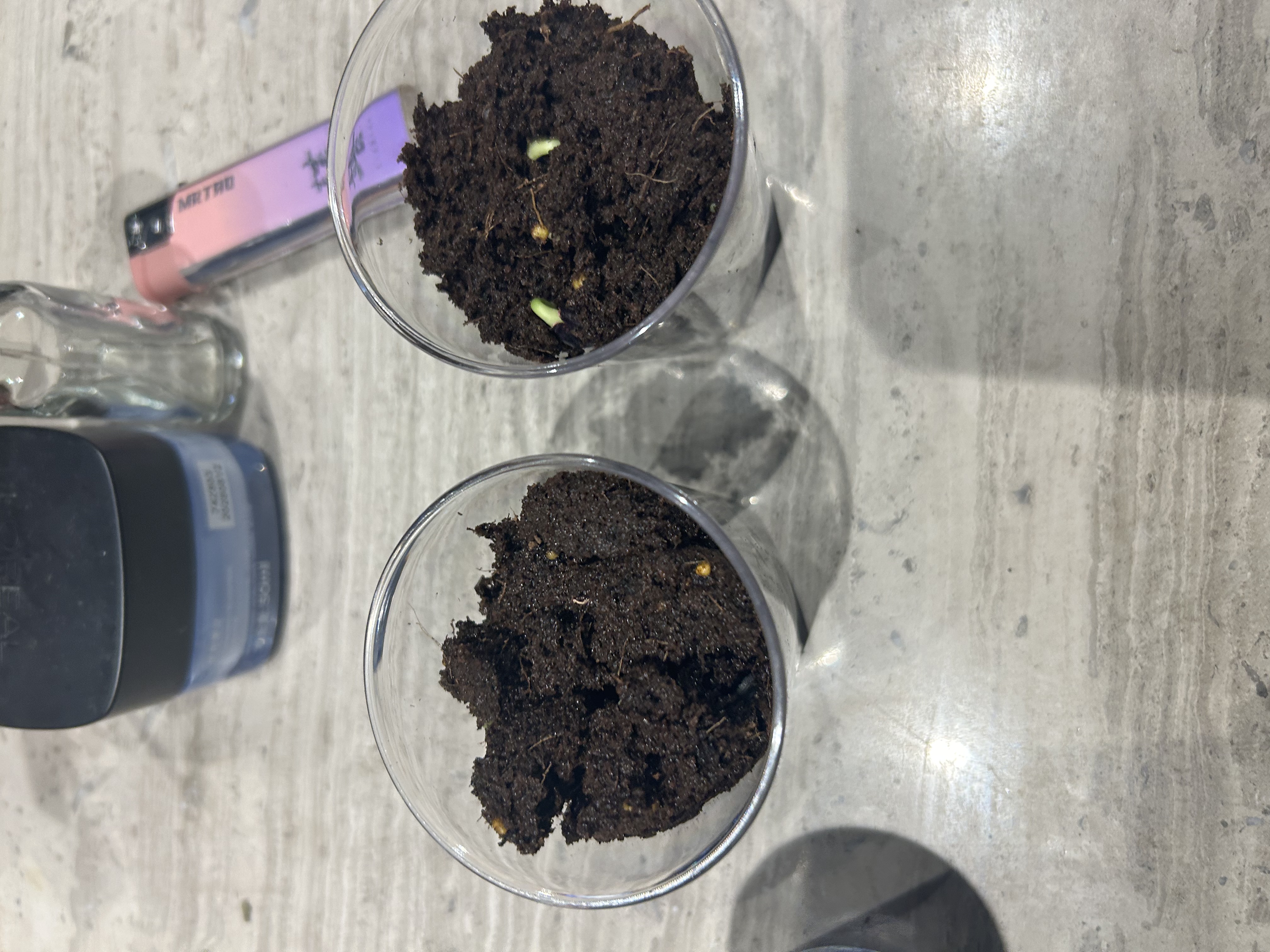 IAM City Farmer向日葵儿童种植盆栽种子学生植物观察窗科学手工实验diy植物10033 实拍图