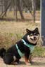 Orijen渴望狗粮 六种鱼 成犬幼犬全价鱼肉美毛进口犬粮6kg效期26/12 实拍图