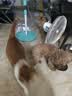 伯纳天纯小型成犬粮泰迪比熊博美天然粮樱桃味狗粮10kg/20斤 实拍图