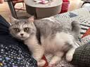 美士成猫尝鲜礼包主食级（冻干双拼猫粮100g*2+国产爆珠餐盒75g*1） 实拍图