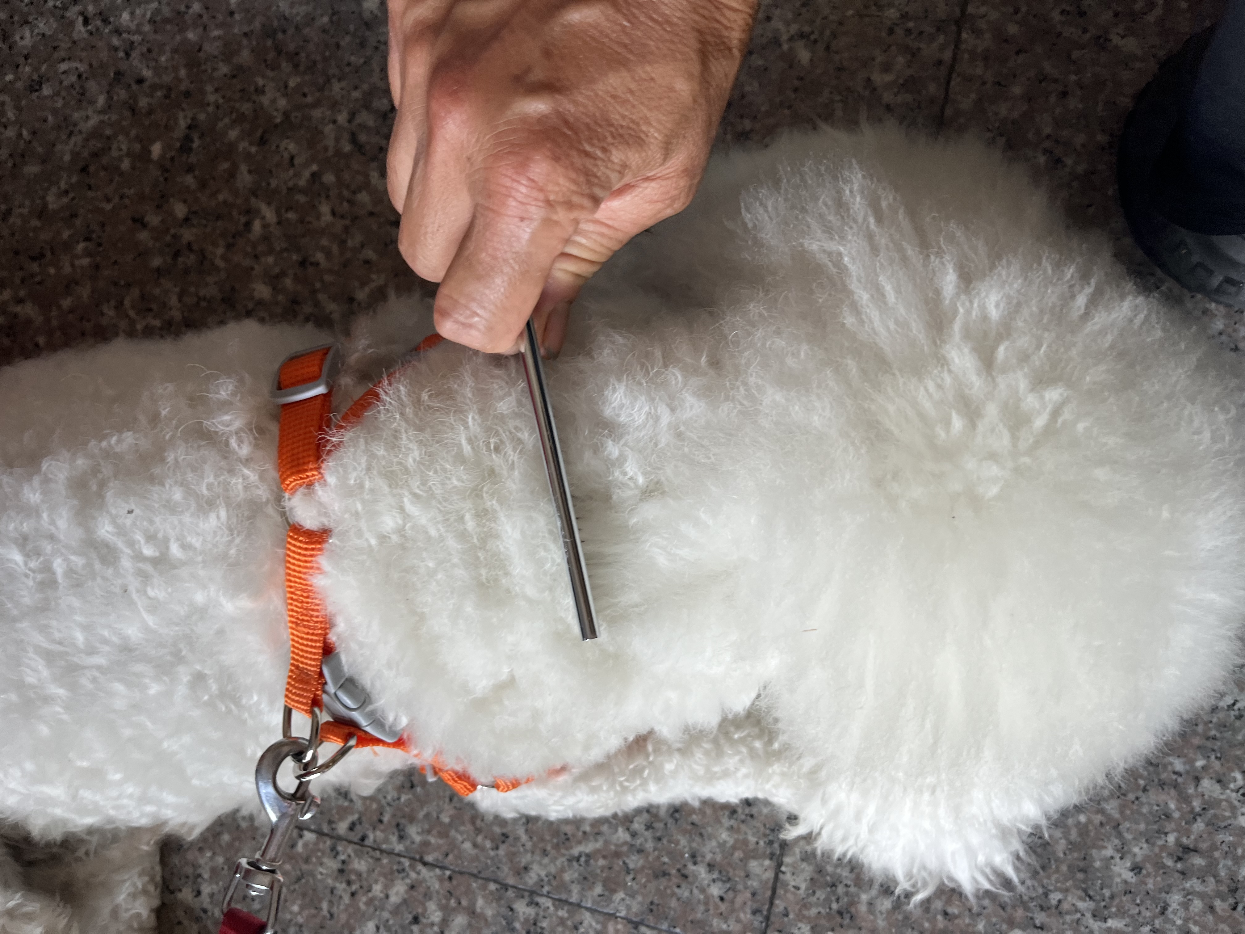 HELLOJOY宠物猫咪狗狗排梳猫梳子宠物去浮毛开结钢梳布偶长毛猫专用猫毛梳 实拍图