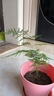 文竹盆栽绿植花卉盆景植物室内客厅水培文松云竹文竹大苗四季常青 小文竹【2棵更实惠】原土球发货 高度15-25cm 实拍图