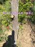 尔澜4cm嫁接冬枣树苗甜度大果树苗庭院阳台露天种植水果苗木源头直发 实拍图