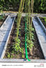 史丹利豆粕有机肥发酵腐熟颗粒盆栽植物通用型花卉专用饼肥花肥料2.5斤 实拍图