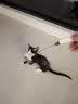 牧灵CFA赛级逗猫棒猫咪玩具自嗨解闷逗猫棒羽毛铃铛替换头小宠物用品 【限量50件】CFA赛级逗猫棒 实拍图