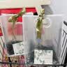 范爷家5个礼品袋透明手提袋拉菲草新婚礼物伴手礼包装袋公司活动中秋节 实拍图
