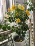 史丹利营养液花肥料家用盆栽植物通用型水培发财树富贵竹花卉绿植500ml 实拍图