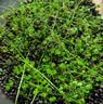 疯狂水草4L鱼缸水草泥和种子底沙鱼缸造景水草泥套餐用品水草缸底砂水藻泥 晒单实拍图