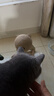 HELLOJOY逗猫咪玩具自嗨解闷猫抓板幼猫爪板小猫抓球耐抓不掉屑耐磨猫爬架 实拍图