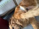 HELLOJOY宠物拉毛梳美容蓬松造型猫梳子梳毛刷狗毛猫毛梳猫咪狗 实木针梳 实拍图