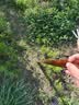 绿族锄头挖土开荒农用长柄老式挖地种菜除草工具钢头加厚户外园艺镐头 实拍图